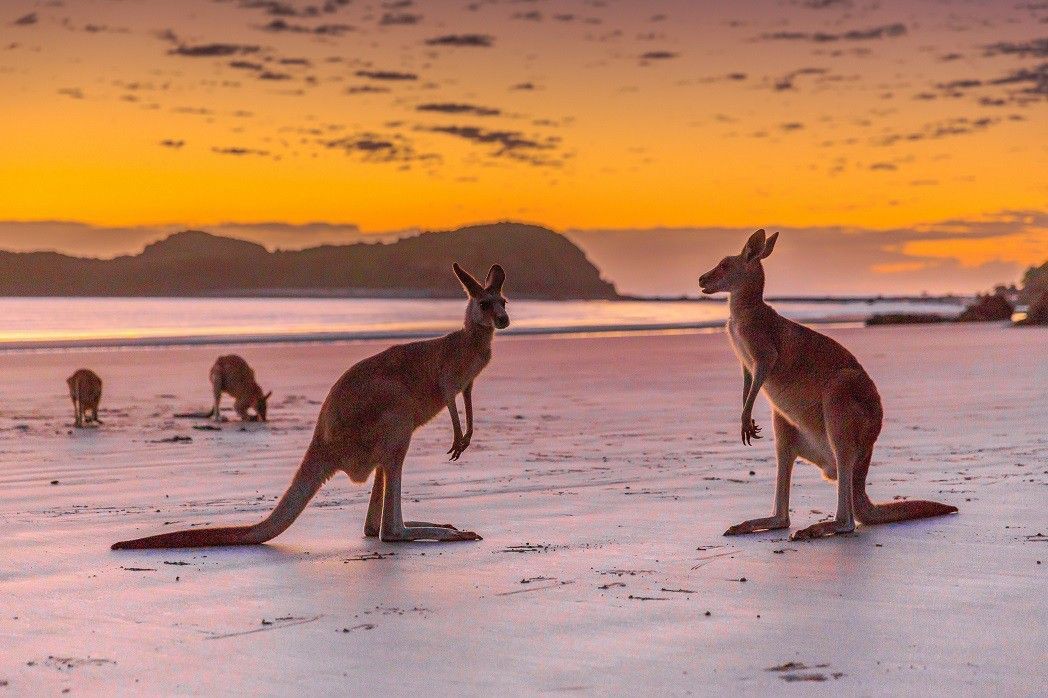 2016_MKY_CapeHillsborough_WildlifeExperiences_capehillsborough2