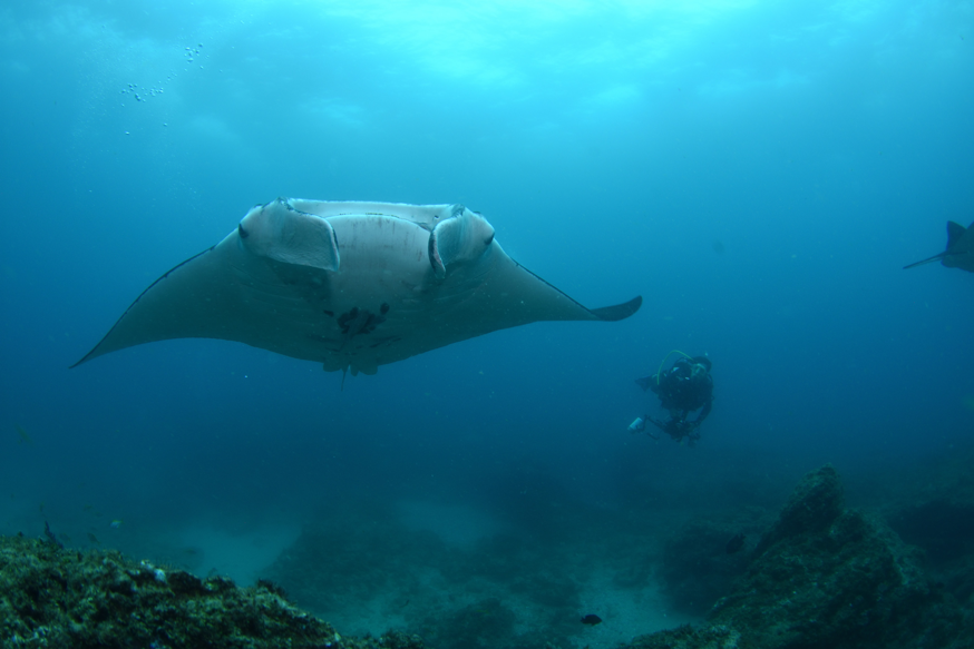 2018_BNE_MantaBommie_NorthStradbrokeIsland_Diving_138541