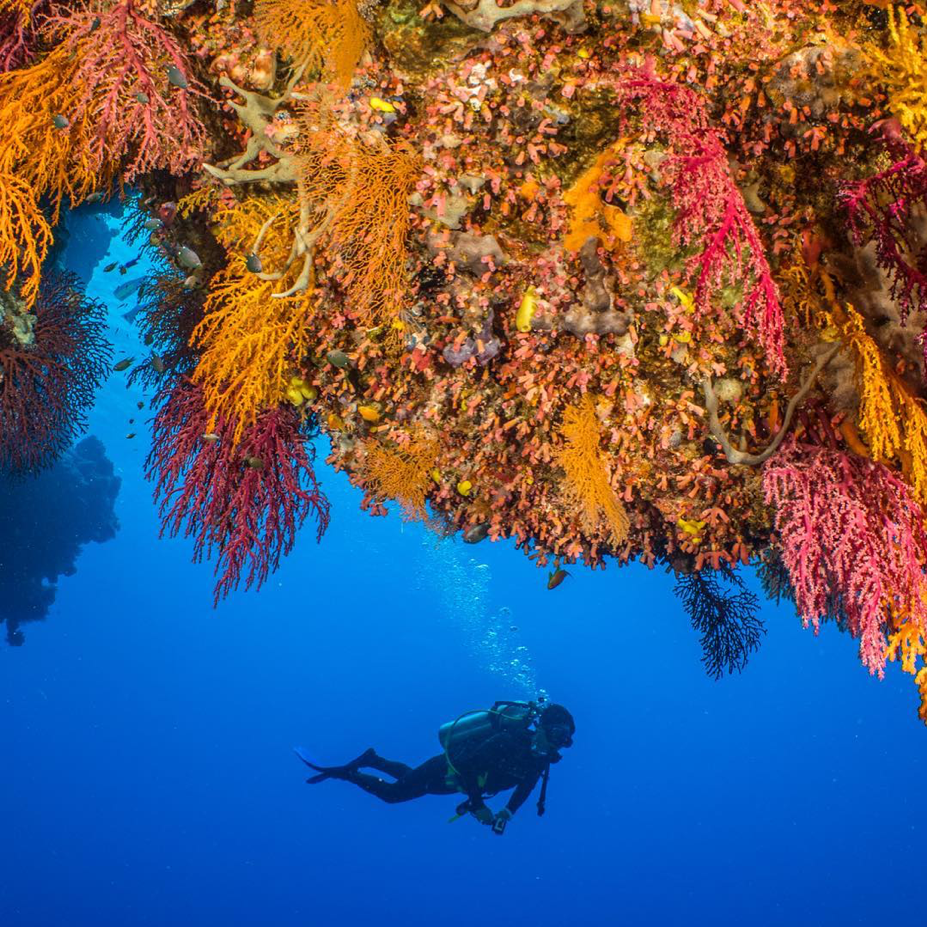 2018_GBR_MikeBall_Liveaboard_Diving_@seajewlz