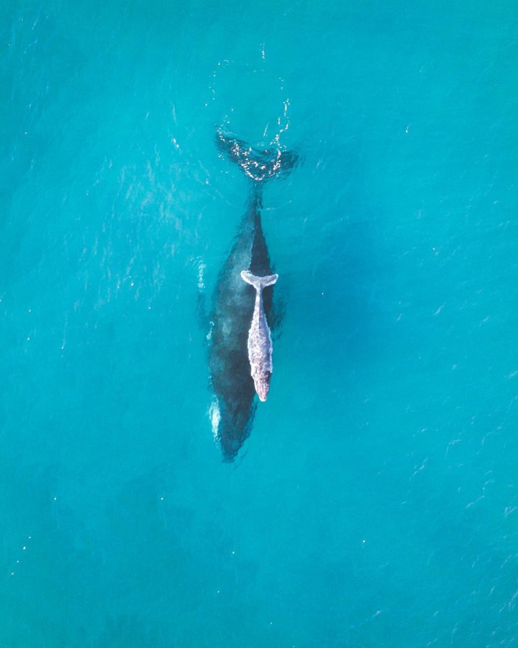 2019_GC_Whales_Whales_@nathanprostamo