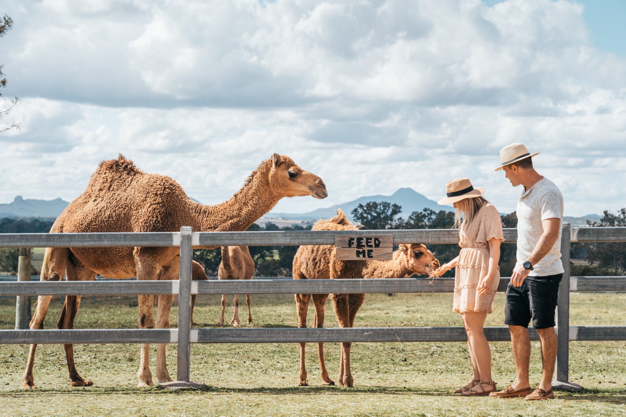 2020_BNE_SummerLandCamels_CountryLife_JesseLindemann_141891