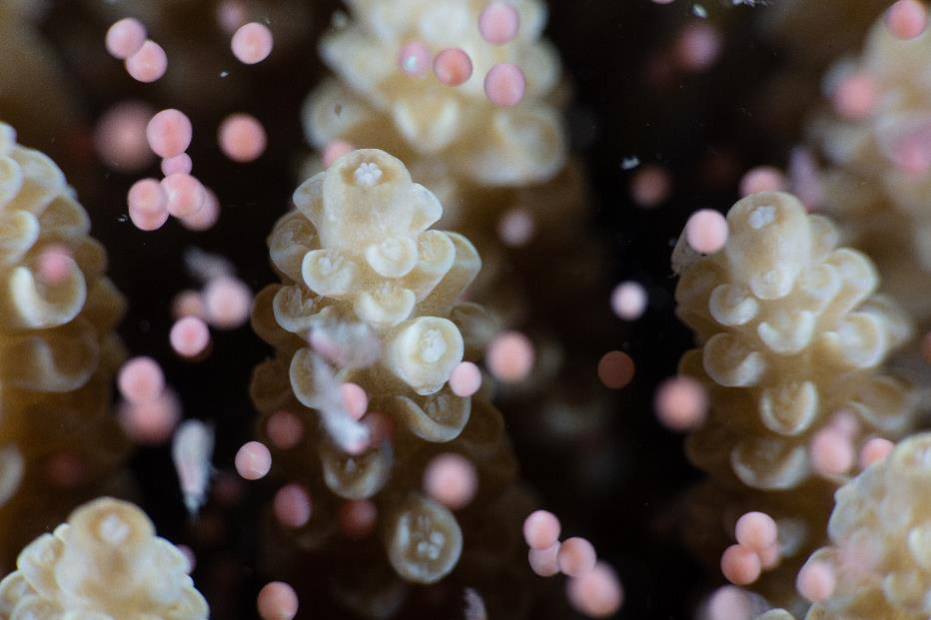 2020_GBR_CoralSpawning_StuartIreland_4