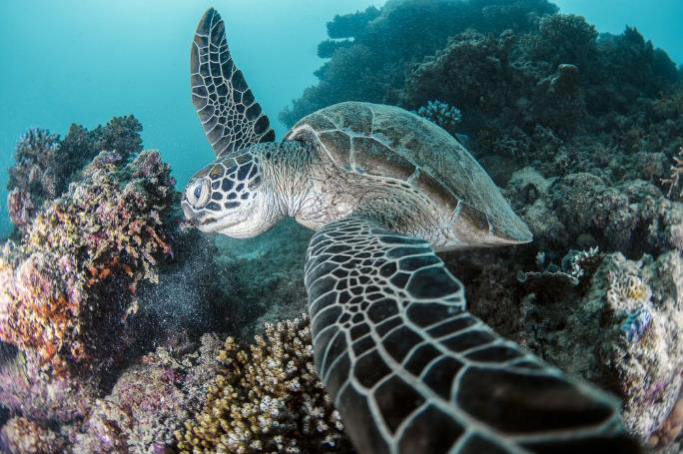 2020_TNQ_GreatBarrierReef_Turtles_138968