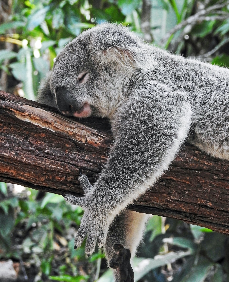 2020_TNQ_Kuranda Koala Gardens_WildlifeExperiences_@happytravelsoz