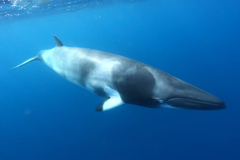 2020_TNQ_TropicalNorth_Whales_130072